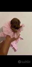 Cuccioli di Barboncino Toy Red Brown