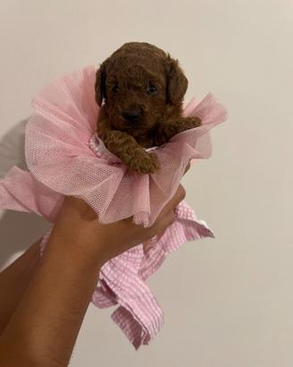 Cuccioli di Barboncino Toy Red Brown