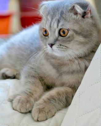 SCOTTISH Fold cuccioli