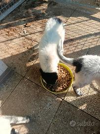 2 cucciole mix Border collie