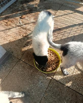 2 cucciole mix Border collie