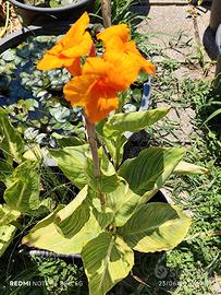 Canna indica Pretoria (variegata)
