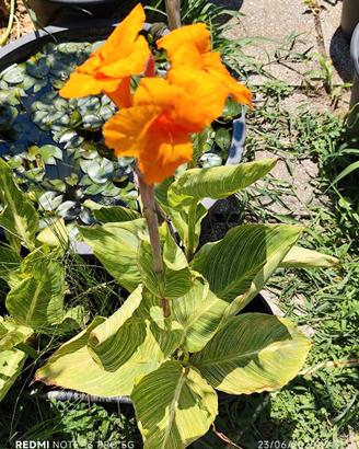 Canna indica Pretoria (variegata)