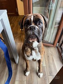 Boxer maschio per accoppiamento
