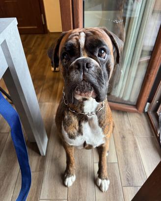 Boxer maschio per accoppiamento