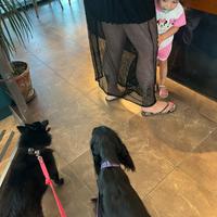 Pet Sitter domicilio