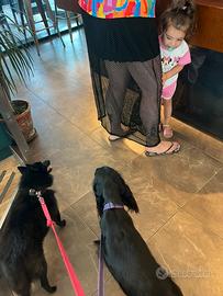 Pet Sitter domicilio