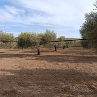 Uliveto con 1 ettaro di terreno