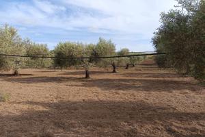 Uliveto con 1 ettaro di terreno