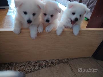 Cuccioli di Volpini spiz bianchi taglia media