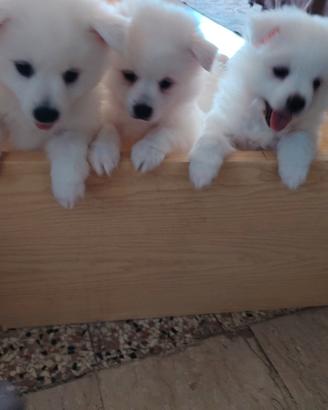 Cuccioli di Volpini spiz bianchi taglia media