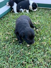 Vendita Cuccioli bordercollie