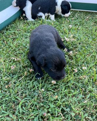 Vendita Cuccioli bordercollie