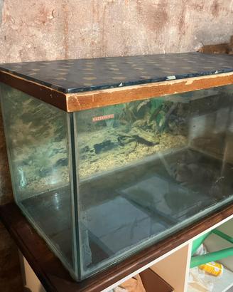 acquario 