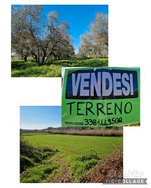 Vendesi terreno