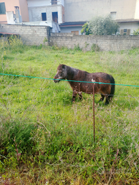 Mini pony