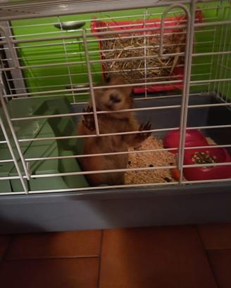 Cane prateria