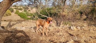 Cani da caccia
