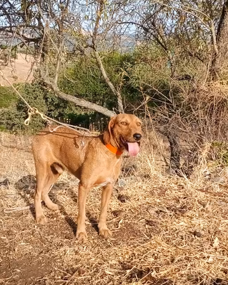 Cani da caccia