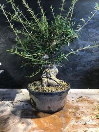 Bonsai olivastro