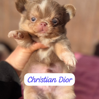 Cucciolata chihuahua pelo lungo ipertipici