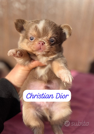 Cucciolata chihuahua pelo lungo ipertipici