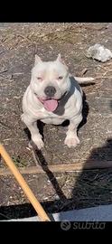 Femmina di pittbull