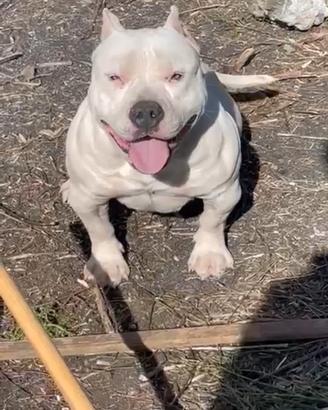 Femmina di pittbull