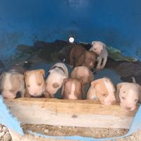 Cuccioli di pitt bull