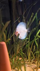 Discus sg white butterfly 10/12 cm