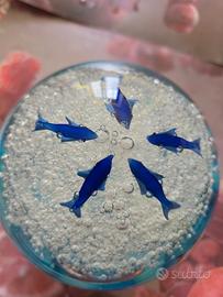 sfera in cristallo acquario arte Muranese