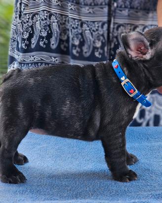 Bulldog francese femmina pedigree