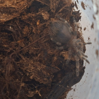 Tanantola Acanthoscurria geniculata