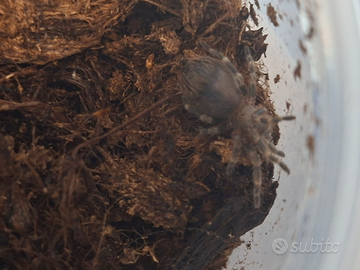 Tanantola Acanthoscurria geniculata