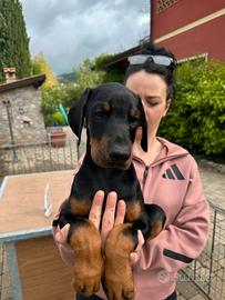 Cuccioli Dobermann di altissima genealogia