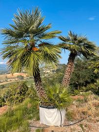 Palma nana chamaerops humilis "palma di San Pietro