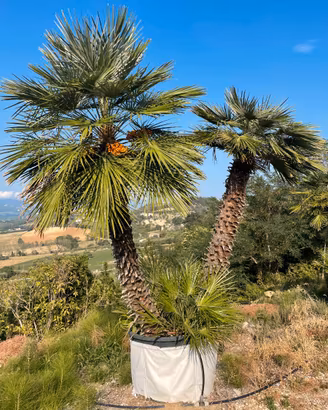 Palma nana chamaerops humilis "palma di San Pietro
