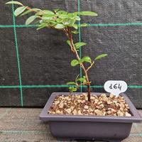 Bonsai di Cotoneaster Dammery 164