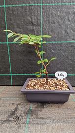 Bonsai di Cotoneaster Dammery 164