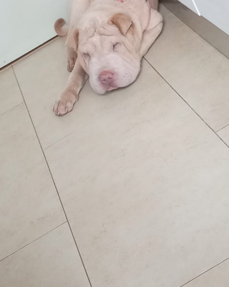 Dono Cane