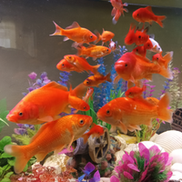 Pesci rossi giganti