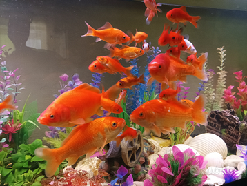 Pesci rossi giganti