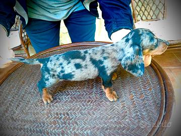 Bassotto arlecchino silver