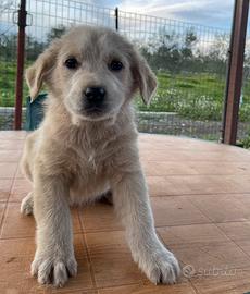 Cuccioli di pastore maremmano