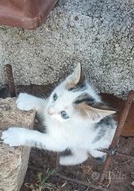  GATTINO AFFETTUOSO 