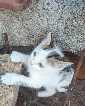  GATTINO AFFETTUOSO 