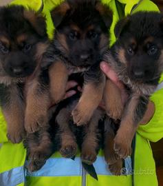Cuccioli di pastore tedesco