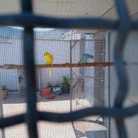 parrocchetti dal collare