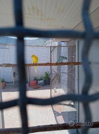 parrocchetti dal collare