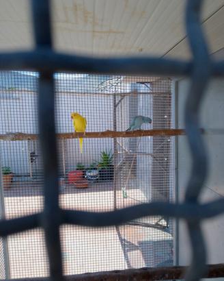 parrocchetti dal collare